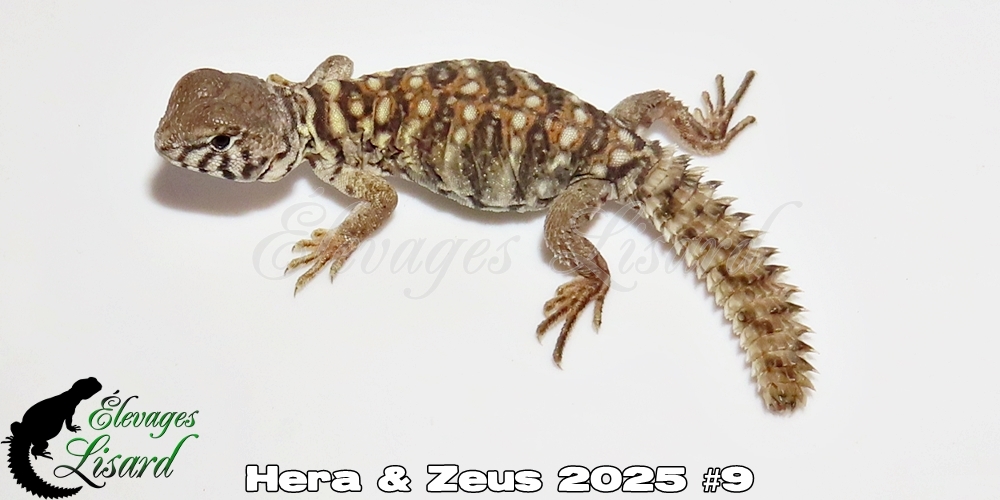 Élevages Lisard - Hera&Zeus2025#9