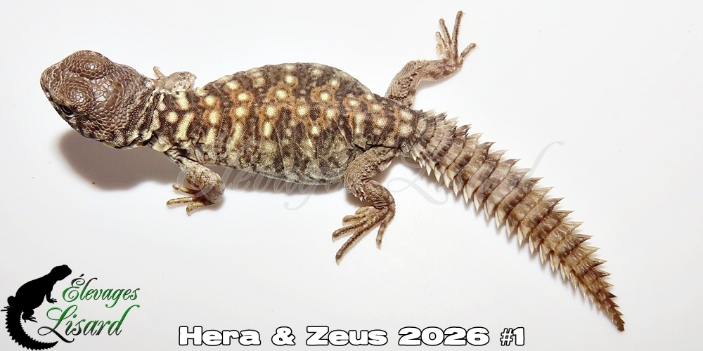 Élevages Lisard - Hera&Zeus2026#1
