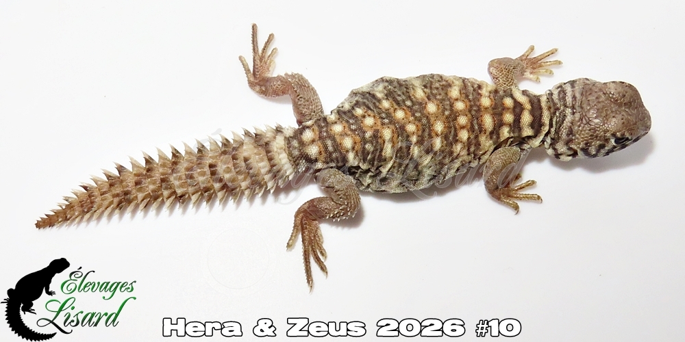 Élevages Lisard - Hera&Zeus2026#10