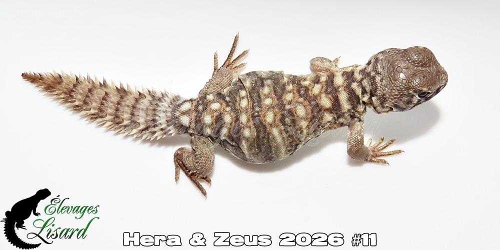 Élevages Lisard - Hera&Zeus2026#11