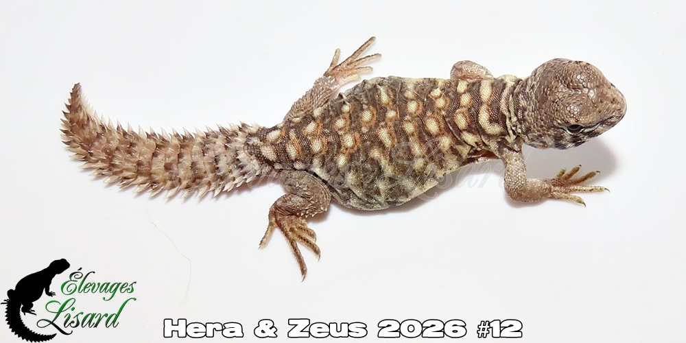 Élevages Lisard - Hera&Zeus2026#12