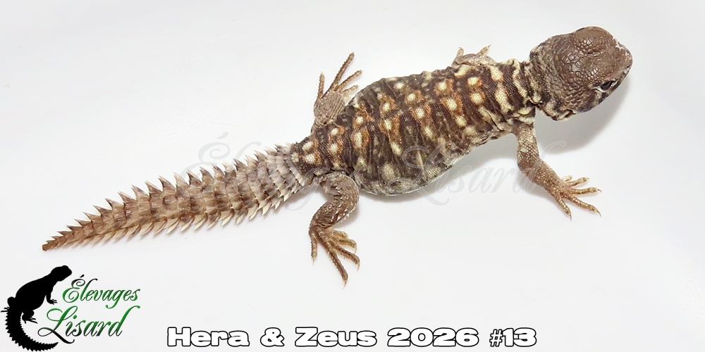 Élevages Lisard - Hera&Zeus2026#13