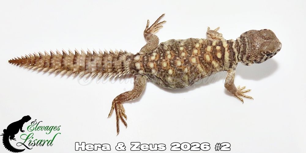 Élevages Lisard - Hera&Zeus2026#2
