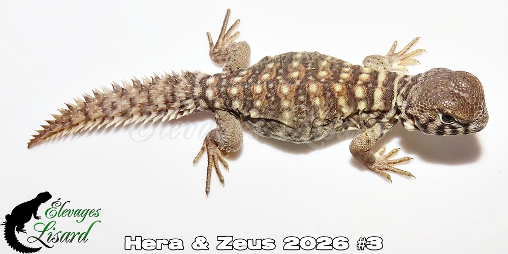 Élevages Lisard - Hera&Zeus2026#3