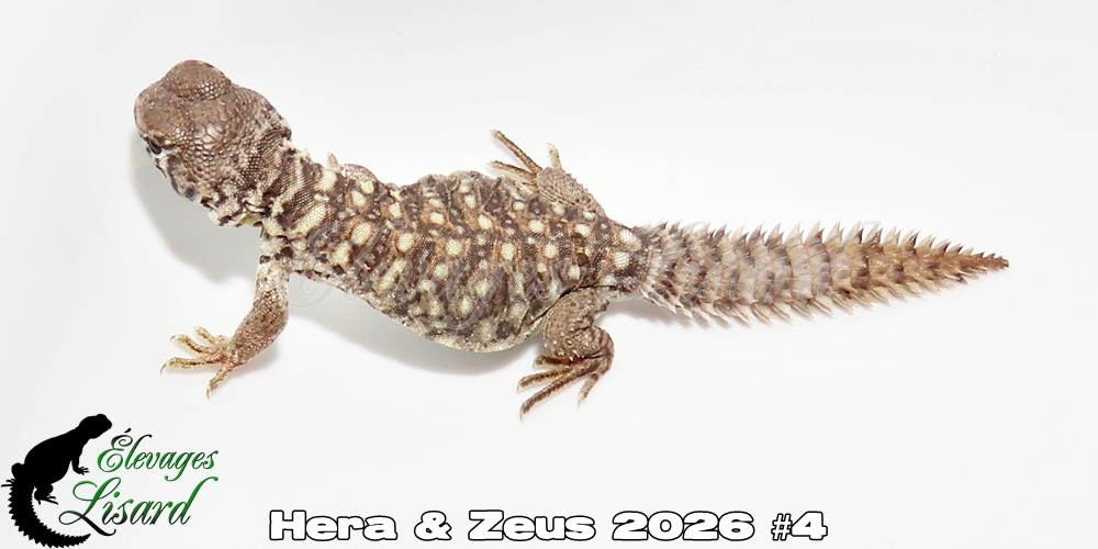 Élevages Lisard - Hera&Zeus2026#4