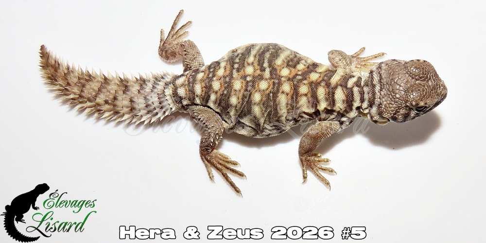 Élevages Lisard - Hera&Zeus2026#5