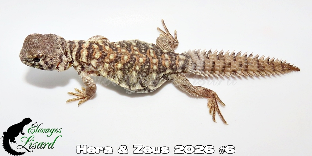 Élevages Lisard - Hera&Zeus2026#6