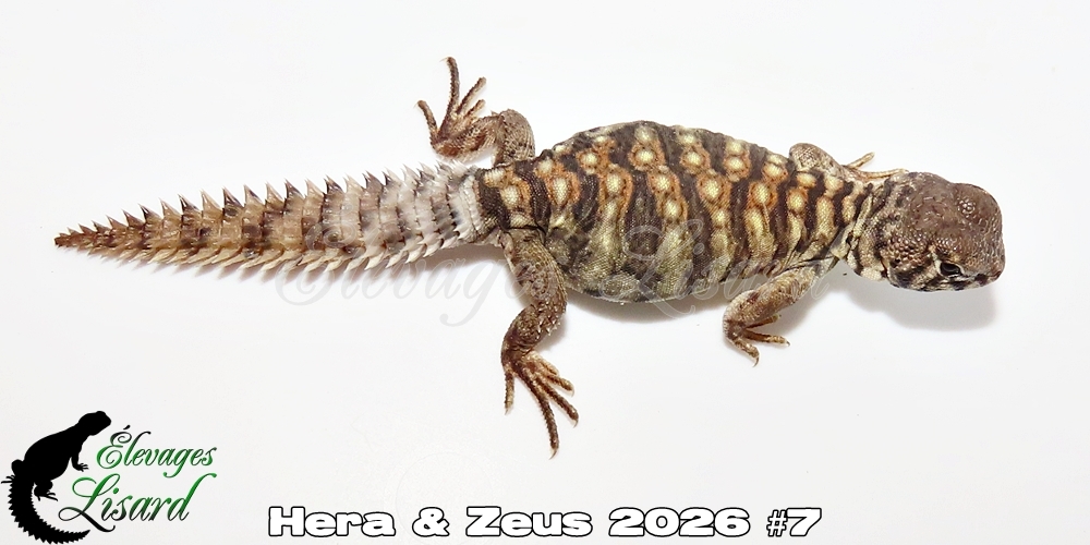 Élevages Lisard - Hera&Zeus2026#7