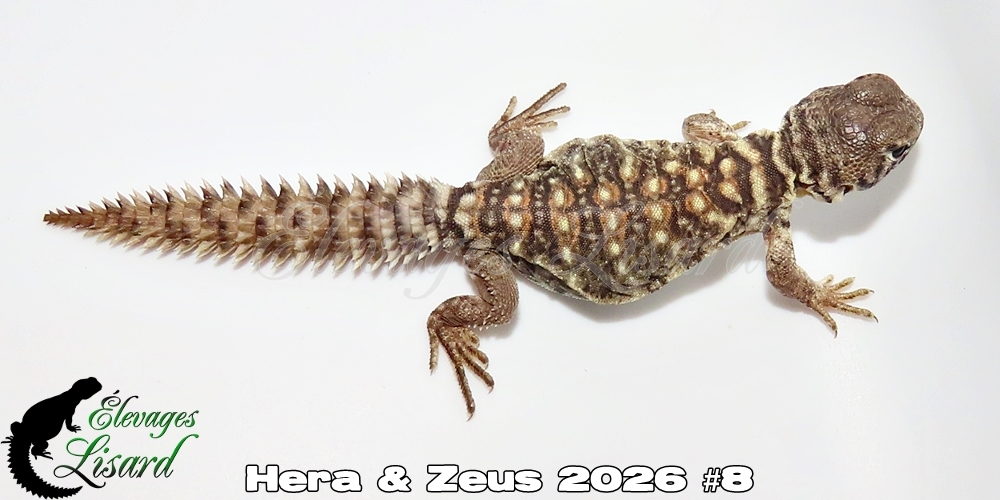 Élevages Lisard - Hera&Zeus2026#8