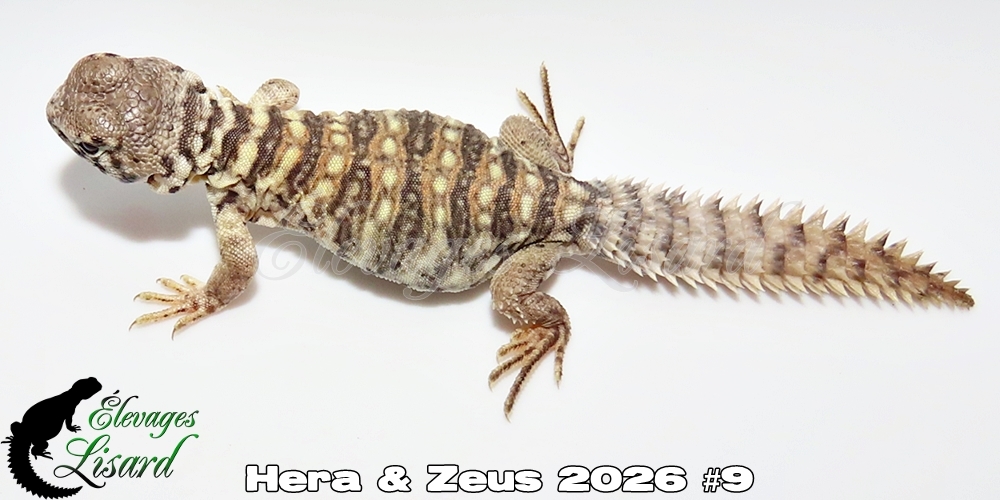 Élevages Lisard - Hera&Zeus2026#9