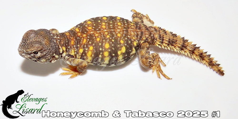 Élevages Lisard - Honeycomb&Tabasco2025#1