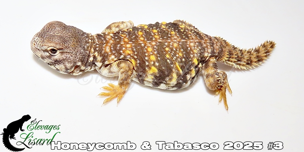 Élevages Lisard - Honeycomb&Tabasco2025#3