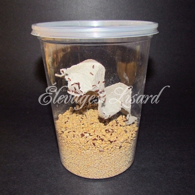 Élevages Lisard - Triboliums brun de la farine - Confused Flour Beetles