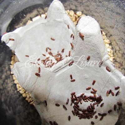 Élevages Lisard - Aperçu des Triboliums bruns de la farines buffalo - Confused flour beetles closeup