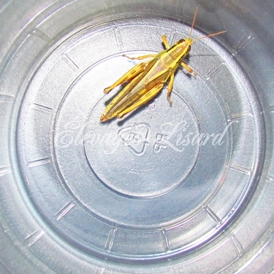 Élevages Lisard - Criquet - Grasshopper
