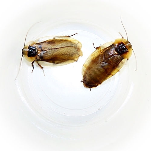 Élevages Lisard - Blattes - Cockroaches