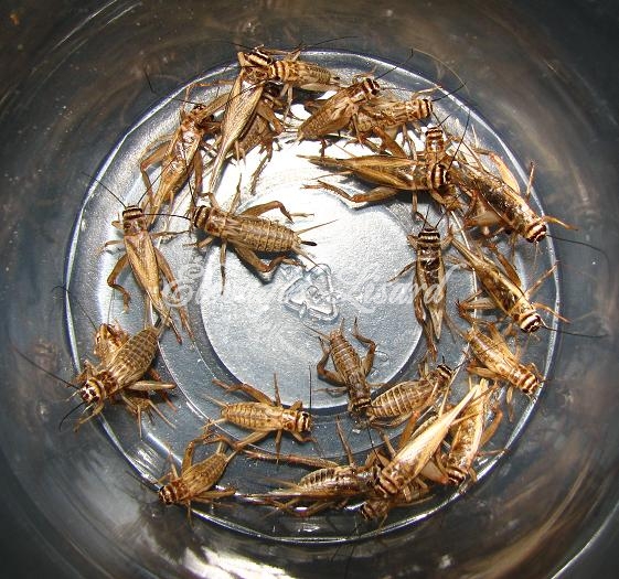 Élevages Lisard - Grillons - Crickets - Acheta domestica