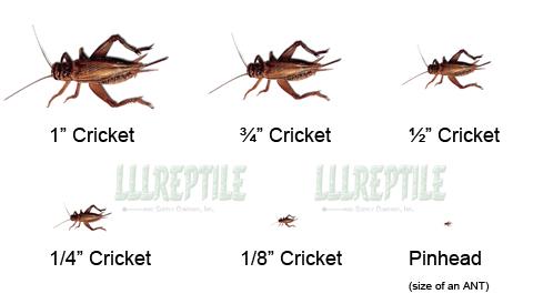 Charte des différentes tailles de grillons / Cricket Size Chart