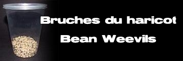 Élevages Lisard - Bruches du haricot - Bean Weevils - Callosobruchus maculatus