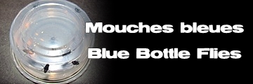 Élevages Lisard - Mouches bleues - Blue Bottle Flies - Calliphora sp.