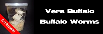 Élevages Lisard - Vers Buffalo - Buffalo Worms - Alphitobius diaperinus
