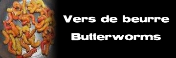 Élevages Lisard - Vers de beurre - Butterworms - Chilecomadia moorei