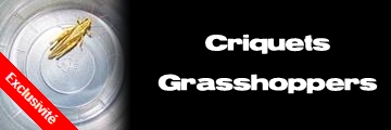 Élevages Lisard - Criquets - Grasshoppers - Melanoplus bivittatus