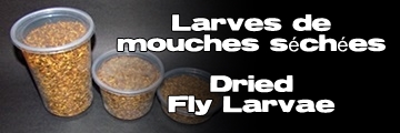 Élevages Lisard - Larves de mouches bleues séchées - Dried Blue Bottle Fly Larvae - Calliphora sp.