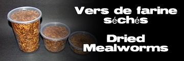Élevages Lisard - Vers de farine séchés - Dried Mealworms - Tenebrio molitor