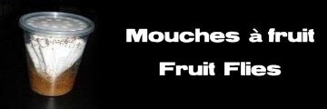 Élevages Lisard - Mouches à fruits - Fruit Flies - Drosophila melanogaster & Drosophila hydei