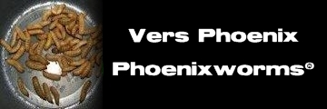 Élevages Lisard - Vers Phoenix - Phoenixworms - Hermetia illucen