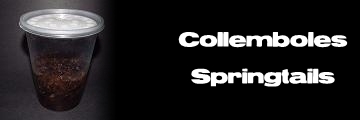 Élevages Lisard - Collemboles - Springtails - Folsomia candida
