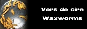 Élevages Lisard - Vers de cire - Waxworms - Galleria mellonella