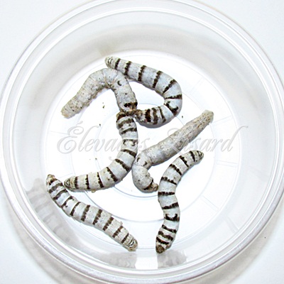 Élevages Lisard - Vers à soie - Silkworms - Bombyx mori - Normaux et Zebras