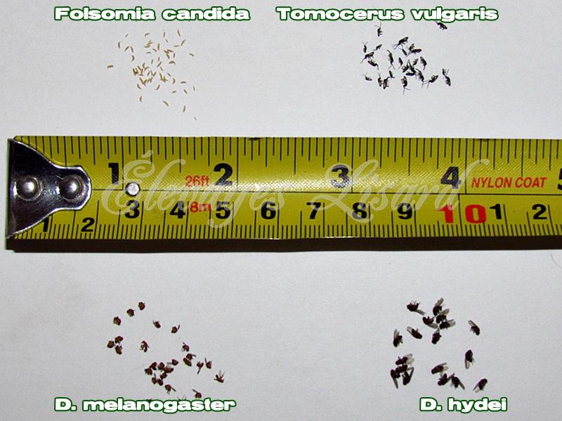 Élevages Lisard - Comparaison des tailles entre les collemboles et les mouches à fruits