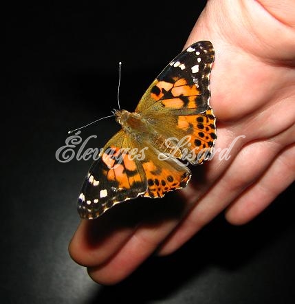 Élevages Lisard - Papillons Belle-Dame - Painted Lady Butterflies - Vanessa cardui