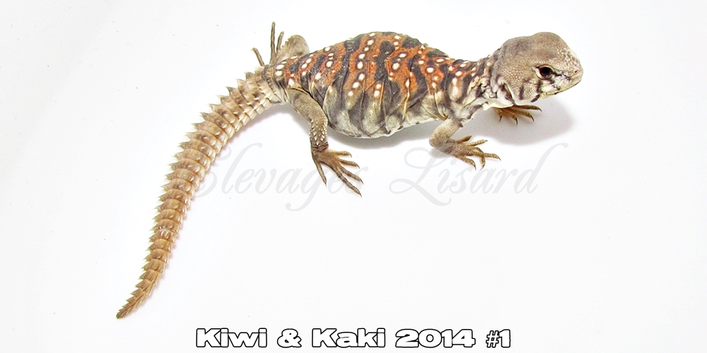 Élevages Lisard - Kiwi&Kaki2014#1