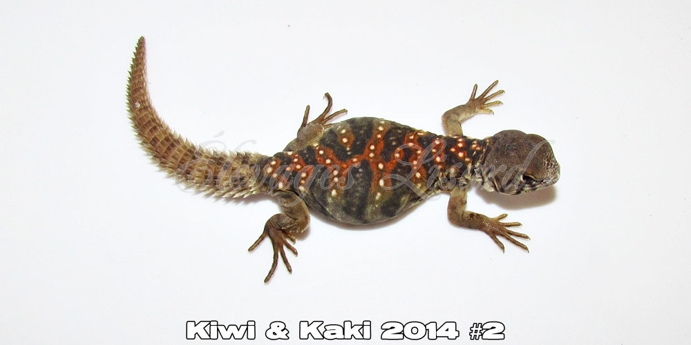 Élevages Lisard - Kiwi&Kaki2014#2
