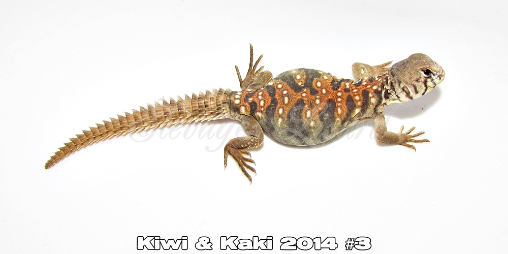 Élevages Lisard - Kiwi&Kaki2014#3