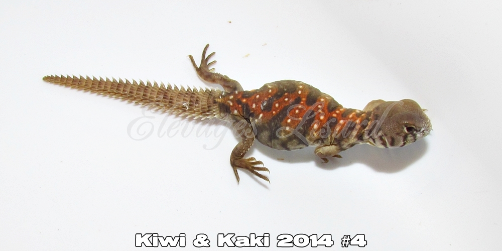 Élevages Lisard - Kiwi&Kaki2014#4