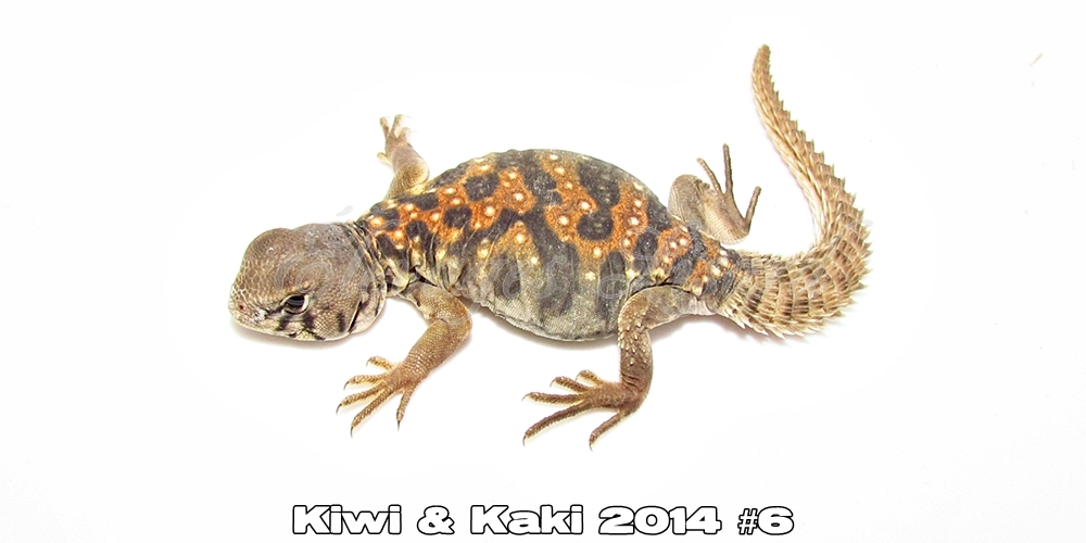 Élevages Lisard - Kiwi&Kaki2014#6