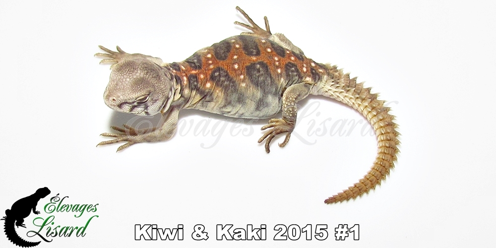 Élevages Lisard - Kiwi&Kaki2015#1