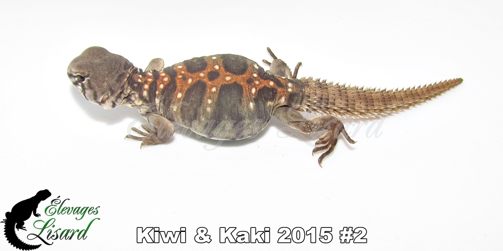 Élevages Lisard - Kiwi&Kaki2015#2