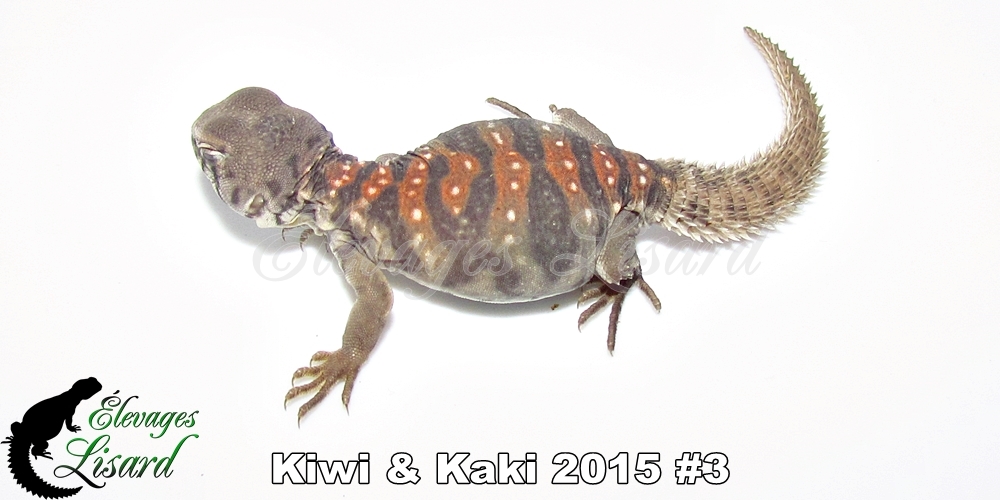 Élevages Lisard - Kiwi&Kaki2015#3