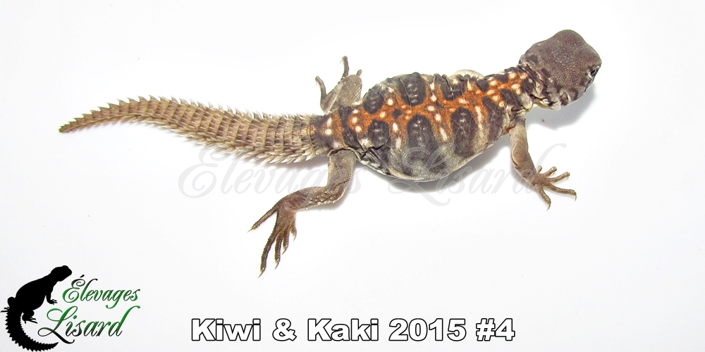Élevages Lisard - Kiwi&Kaki2015#4