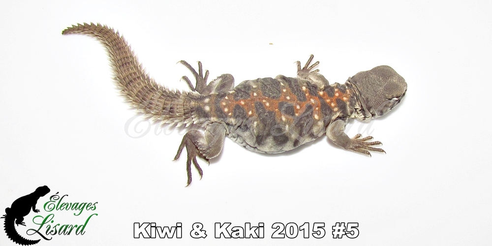 Élevages Lisard - Kiwi&Kaki2015#5