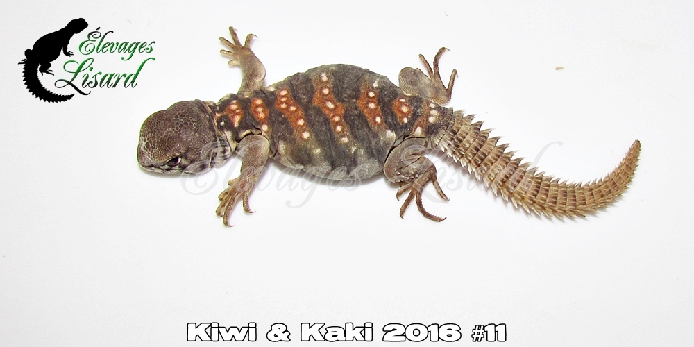 Élevages Lisard - Kiwi&Kaki2016#11
