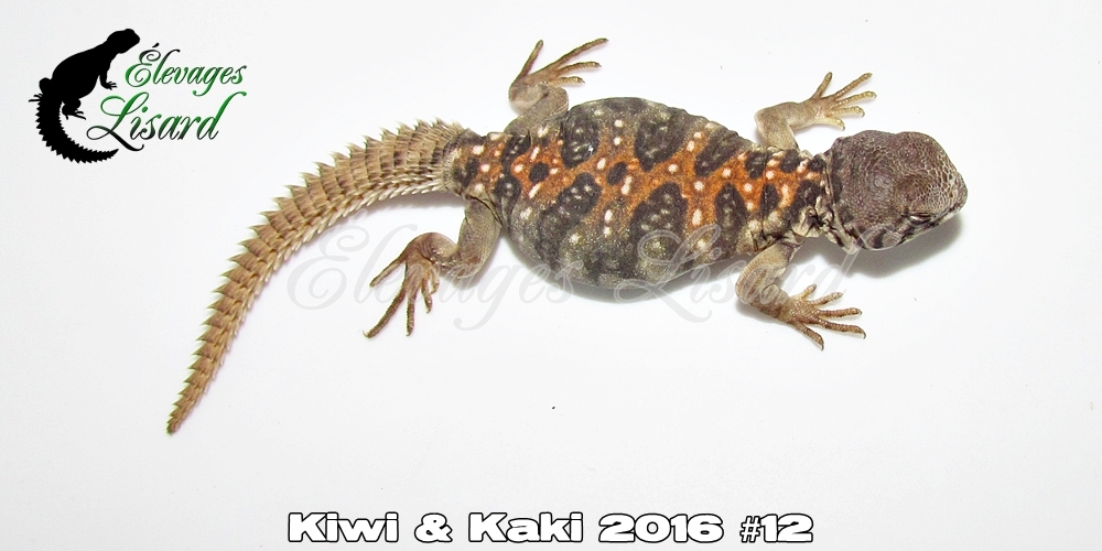 Élevages Lisard - Kiwi&Kaki2016#12