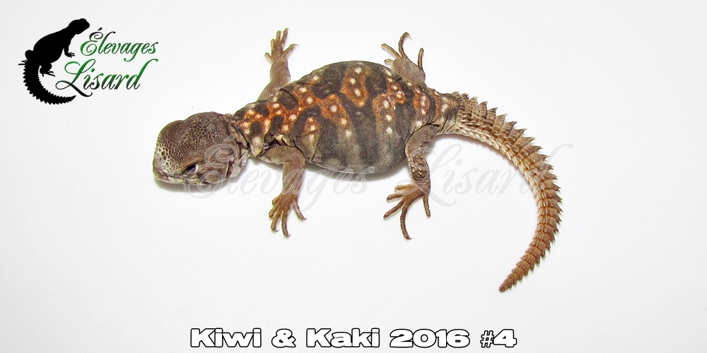 Élevages Lisard - Kiwi&Kaki2016#4