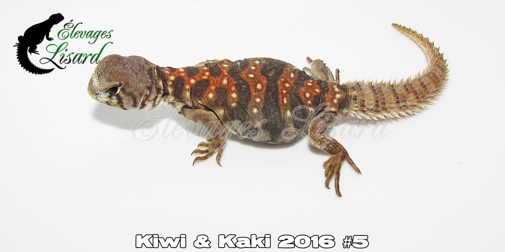 Élevages Lisard - Kiwi&Kaki2016#5